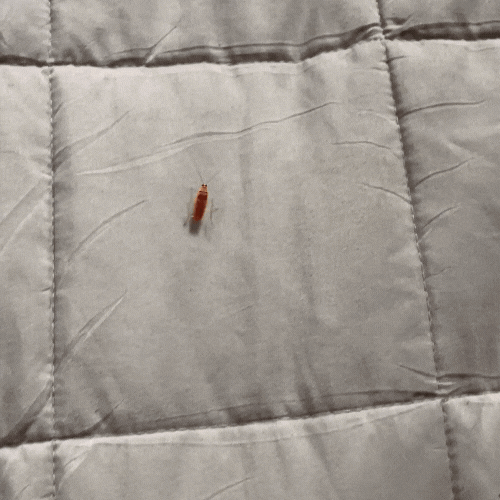 Eco Bug Catcher-TidyHome