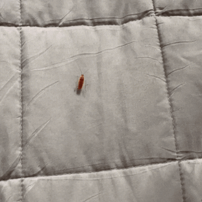 Eco Bug Catcher-TidyHome